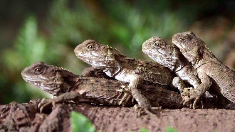 The “behind the scenes” Tuatara Encounter at the West Coast Wildlife Centre in Franz Josef, West Coast of New Zealand, is a fascinating exclusive tour. Here you can view up-close the prehistoric tuatara that is endemic only to New Zealand.